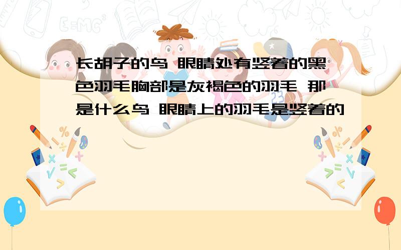 长胡子的鸟 眼睛处有竖着的黑色羽毛胸部是灰褐色的羽毛 那是什么鸟 眼睛上的羽毛是竖着的