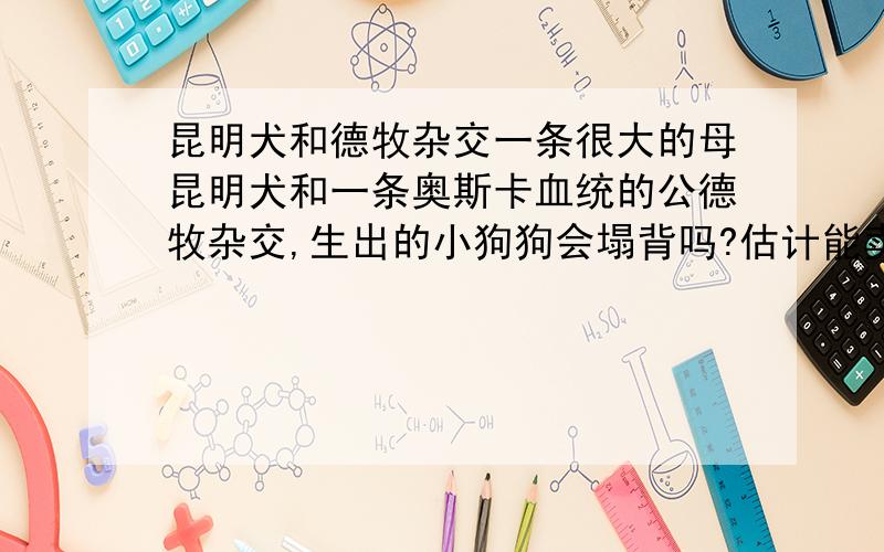 昆明犬和德牧杂交一条很大的母昆明犬和一条奥斯卡血统的公德牧杂交,生出的小狗狗会塌背吗?估计能卖多少钱?