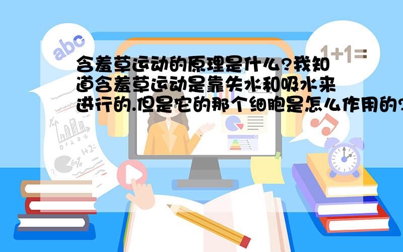 含羞草运动的原理是什么?我知道含羞草运动是靠失水和吸水来进行的.但是它的那个细胞是怎么作用的?作用机理是什么?