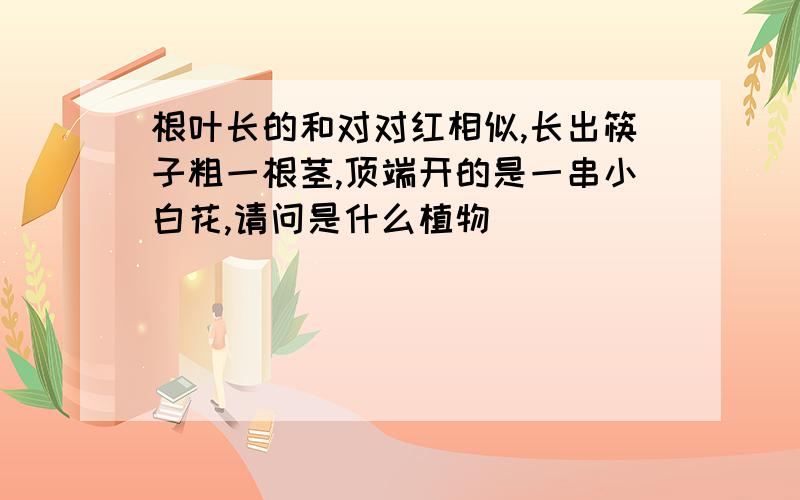 根叶长的和对对红相似,长出筷子粗一根茎,顶端开的是一串小白花,请问是什么植物