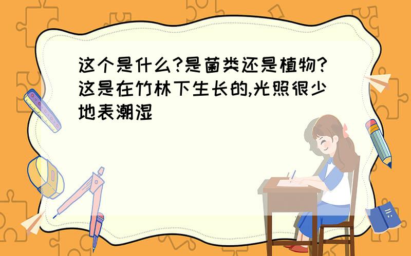 这个是什么?是菌类还是植物?这是在竹林下生长的,光照很少地表潮湿