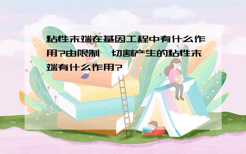 粘性末端在基因工程中有什么作用?由限制酶切割产生的粘性末端有什么作用?