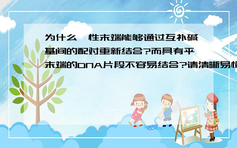 为什么黏性末端能够通过互补碱基间的配对重新结合?而具有平末端的DNA片段不容易结合?请清晰易懂