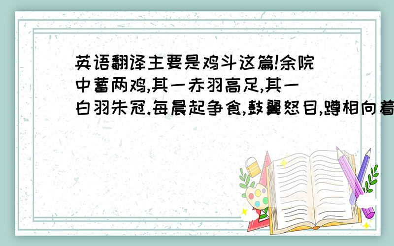 英语翻译主要是鸡斗这篇!余院中蓄两鸡,其一赤羽高足,其一白羽朱冠.每晨起争食,鼓翼怒目,蹲相向着良久.俄闻肃然有声,方丈之内,风起扬尘,腾蹴奔啄,皆血淋漓染翮距,犹不退,然白羽气少惫矣