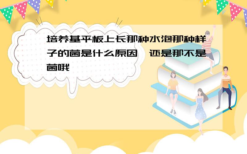 培养基平板上长那种水泡那种样子的菌是什么原因,还是那不是菌哦