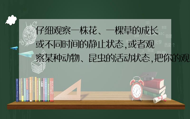 仔细观察一株花、一棵草的成长或不同时间的静止状态,或者观察某种动物、昆虫的活动状态,把你的观察所得用300字作业的文字写出来麻烦看题.是写它的动静态