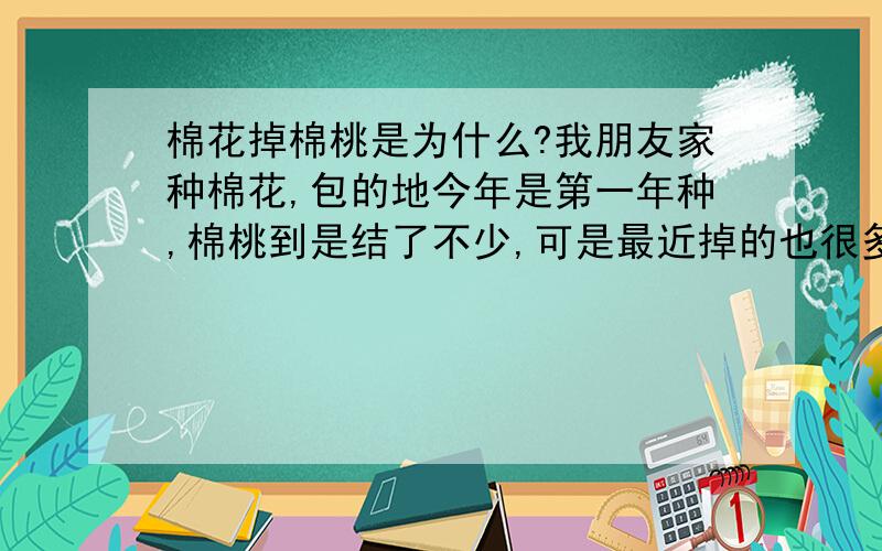 棉花掉棉桃是为什么?我朋友家种棉花,包的地今年是第一年种,棉桃到是结了不少,可是最近掉的也很多.这是为什么?怎样能解决?