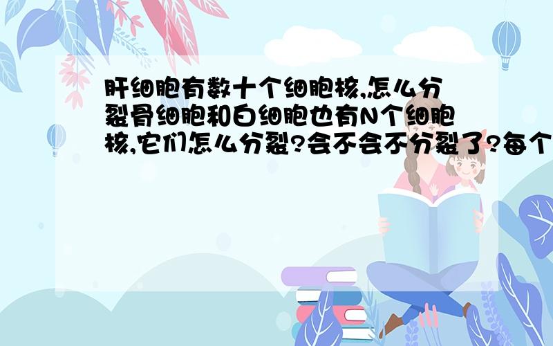 肝细胞有数十个细胞核,怎么分裂骨细胞和白细胞也有N个细胞核,它们怎么分裂?会不会不分裂了?每个细胞核里额度遗传物质都一样吗?这么多细胞核 有什么生物意义?