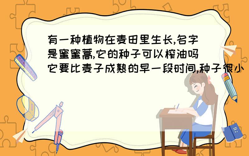 有一种植物在麦田里生长,名字是蜜蜜蒿,它的种子可以榨油吗它要比麦子成熟的早一段时间,种子很小