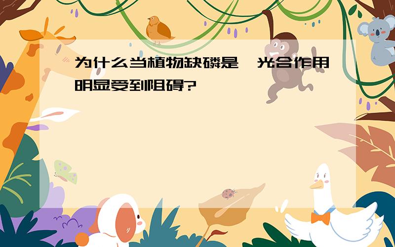 为什么当植物缺磷是,光合作用明显受到阻碍?