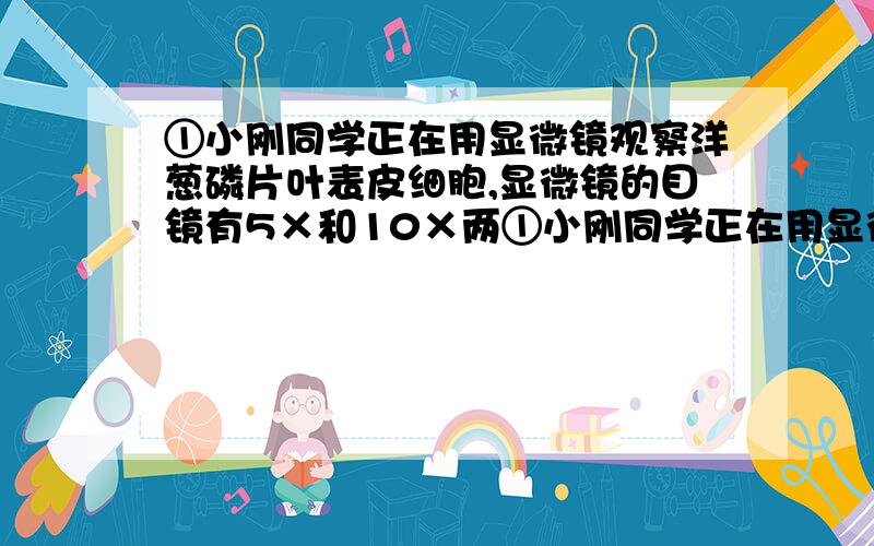 ①小刚同学正在用显微镜观察洋葱磷片叶表皮细胞,显微镜的目镜有5×和10×两①小刚同学正在用显微镜观察洋葱磷片叶表皮细胞,显微镜的目镜有5×和10×两种,物镜有10×和40×两种,下列组合中