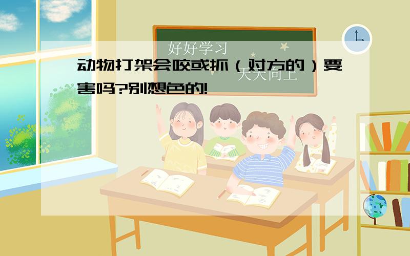 动物打架会咬或抓（对方的）要害吗?别想色的!