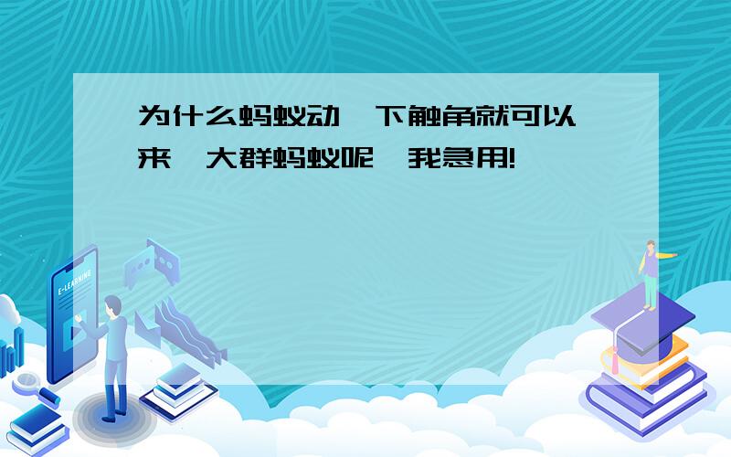 为什么蚂蚁动一下触角就可以一来一大群蚂蚁呢,我急用!