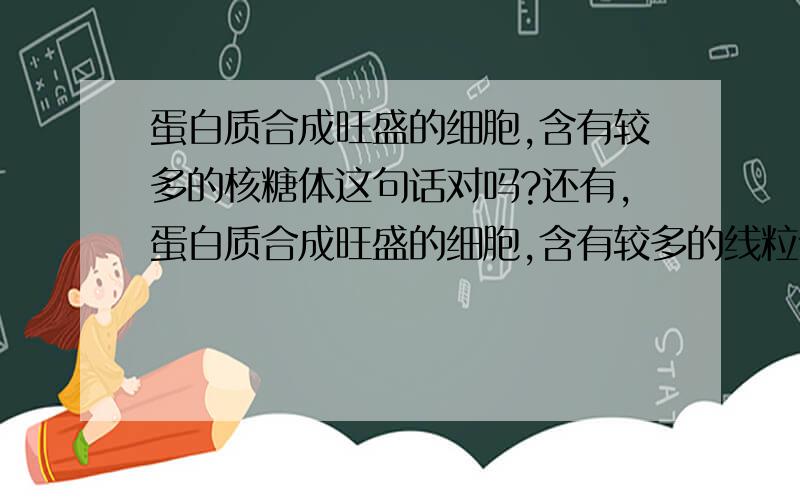 蛋白质合成旺盛的细胞,含有较多的核糖体这句话对吗?还有,蛋白质合成旺盛的细胞,含有较多的线粒体对吗?