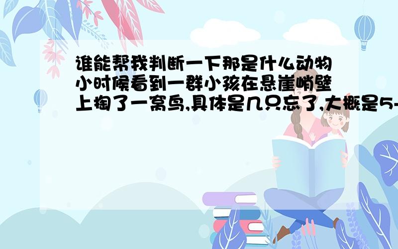 谁能帮我判断一下那是什么动物小时候看到一群小孩在悬崖峭壁上掏了一窝鸟,具体是几只忘了,大概是5-7只.当地的地形是属于河北南部山地丘陵地带,当地管这种鸟叫做“鸽鹞子”（方言）.