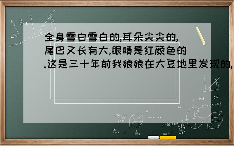 全身雪白雪白的,耳朵尖尖的,尾巴又长有大,眼睛是红颜色的.这是三十年前我娘娘在大豆地里发现的,因为处于害怕,她撒腿就跑了.看到的只有这些.大家帮忙判断一下这是什么动物?这是她回头