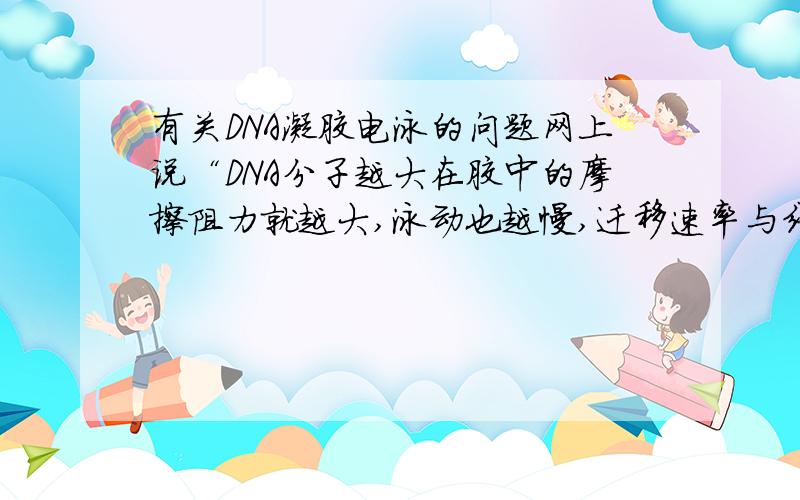 有关DNA凝胶电泳的问题网上说“DNA分子越大在胶中的摩擦阻力就越大,泳动也越慢,迁移速率与线状DNA分子质量的对数值成反比.”但是DNA分子越大,它所带电荷也越大呀,按说应该抵消一部分,泳