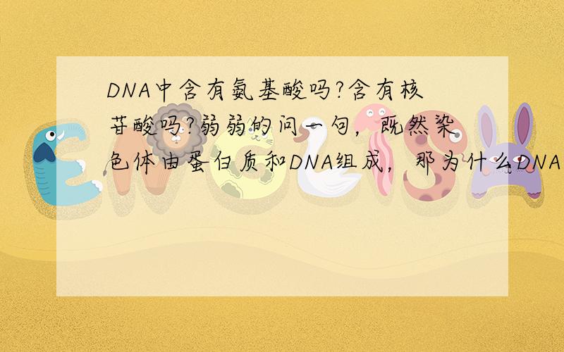 DNA中含有氨基酸吗?含有核苷酸吗?弱弱的问一句，既然染色体由蛋白质和DNA组成，那为什么DNA还含有氨基酸？