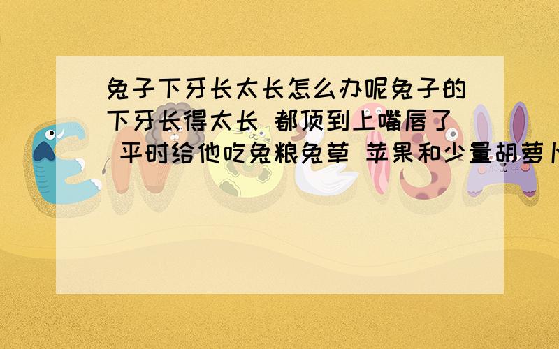 兔子下牙长太长怎么办呢兔子的下牙长得太长 都顶到上嘴唇了 平时给他吃兔粮兔草 苹果和少量胡萝卜去过附近的宠物医院 医生说不能拔（不知道是不是这个医院不行）该怎么办