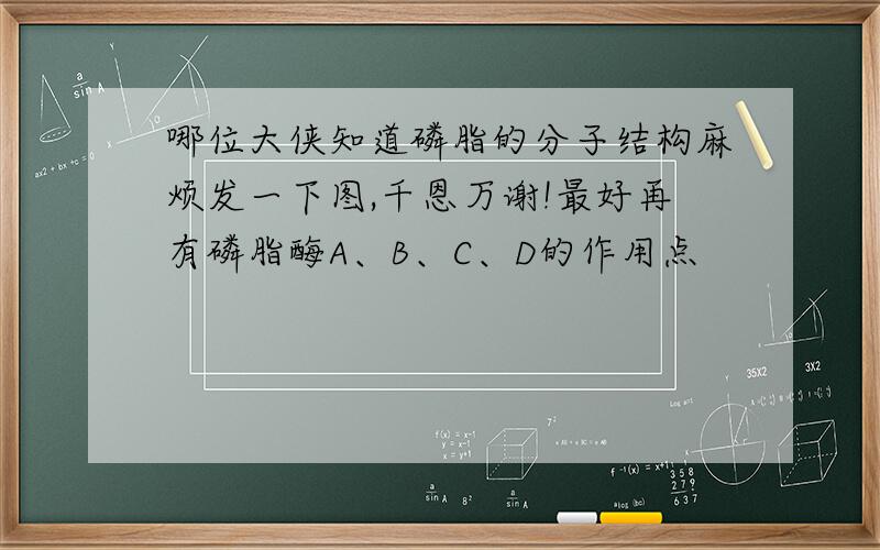 哪位大侠知道磷脂的分子结构麻烦发一下图,千恩万谢!最好再有磷脂酶A、B、C、D的作用点