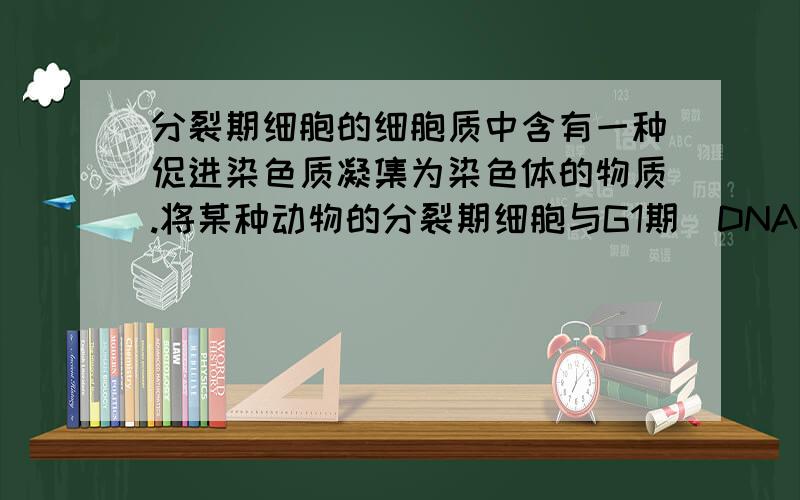 分裂期细胞的细胞质中含有一种促进染色质凝集为染色体的物质.将某种动物的分裂期细胞与G1期（DNA复制前期）细胞融合后,可能出现的情况是A.来自G1期细胞的染色质开始复制B.融合细胞DNA含