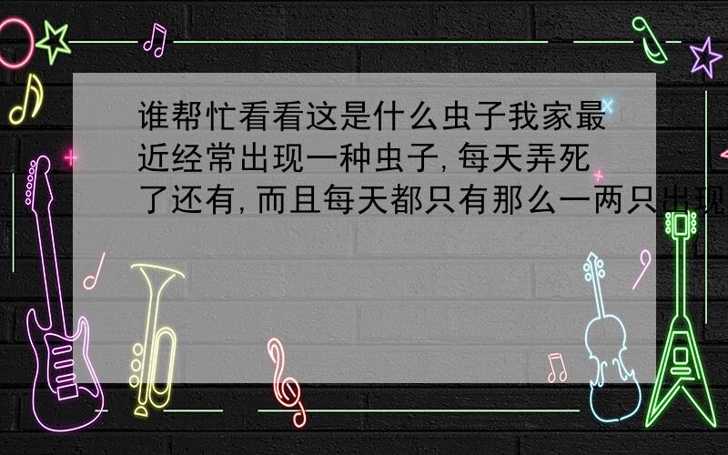 谁帮忙看看这是什么虫子我家最近经常出现一种虫子,每天弄死了还有,而且每天都只有那么一两只出现（一般在墙上,还能吐一点丝）.附图一张,照的时候角度没弄好,所以尾部显得有点粗,实际