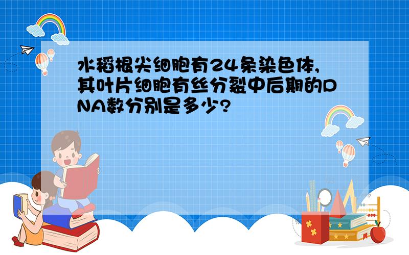 水稻根尖细胞有24条染色体,其叶片细胞有丝分裂中后期的DNA数分别是多少?