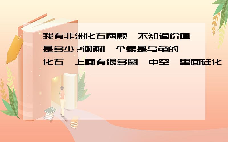 我有非洲化石两颗,不知道价值是多少?谢谢!一个象是乌龟的化石,上面有很多圆,中空,里面硅化,纹路很漂亮,褐色.另一个是菊石的化石!我想出售,不知道价值多少,谢谢!