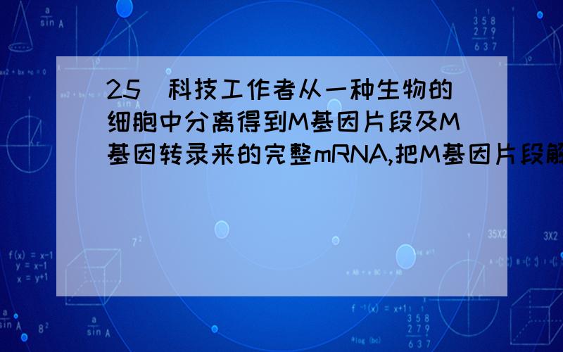 25．科技工作者从一种生物的细胞中分离得到M基因片段及M基因转录来的完整mRNA,把M基因片段解离成两条单链H和L,将L链与mRNA在适宜温度下保持一段时间,获得如图所示的杂种分子.下列与此有