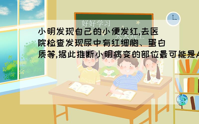 小明发现自己的小便发红,去医院检查发现尿中有红细胞、蛋白质等,据此推断小明病变的部位最可能是A 肾小球B 膀胱C 肾小管D 输尿管