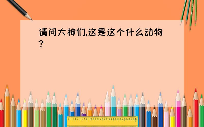 请问大神们,这是这个什么动物?