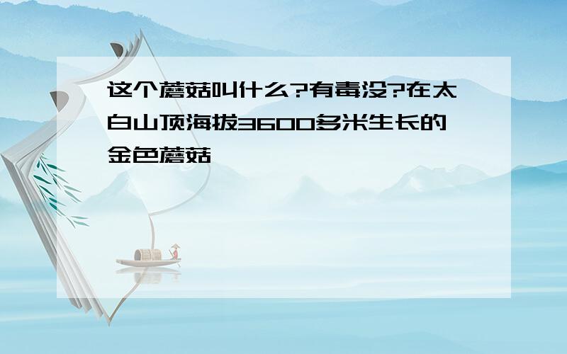 这个蘑菇叫什么?有毒没?在太白山顶海拔3600多米生长的金色蘑菇