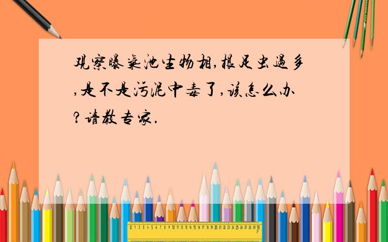 观察曝气池生物相,根足虫过多,是不是污泥中毒了,该怎么办?请教专家.