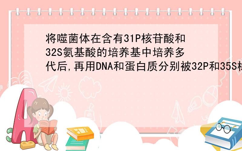 将噬菌体在含有31P核苷酸和32S氨基酸的培养基中培养多代后,再用DNA和蛋白质分别被32P和35S标记的噬菌体侵染,则噬菌体在细菌体内复制三次后,含有31P和含有35S的噬菌体分别占子代噬菌体总数