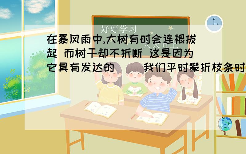 在暴风雨中,大树有时会连根拔起 而树干却不折断 这是因为它具有发达的（ ）我们平时攀折枝条时 尽管枝条已被折断 ,但树皮仍然连着而且不易扯断 这是因为树皮中存在着（ ）.麻绳具有一