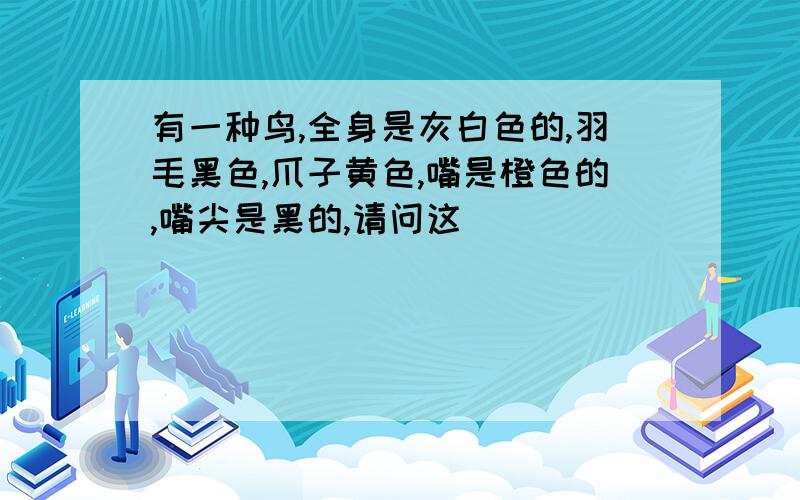 有一种鸟,全身是灰白色的,羽毛黑色,爪子黄色,嘴是橙色的,嘴尖是黑的,请问这