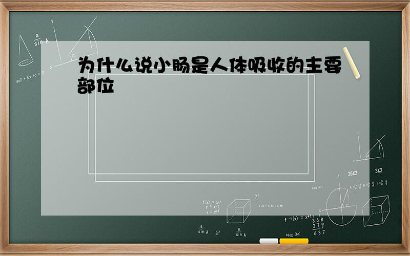 为什么说小肠是人体吸收的主要部位