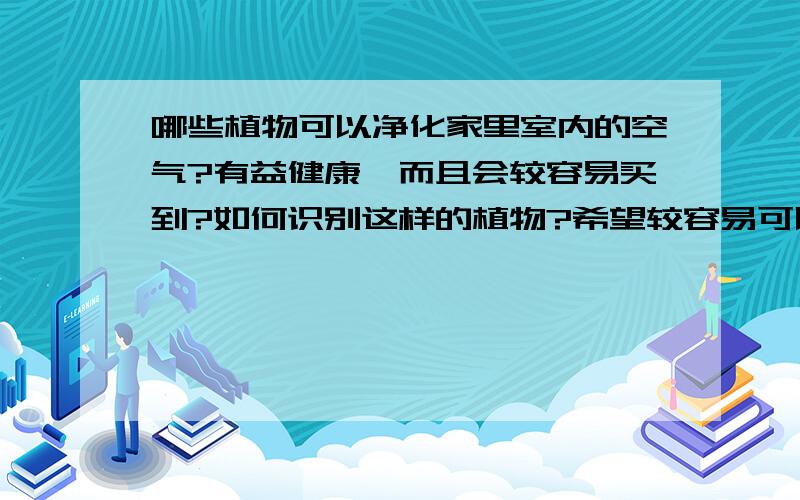 哪些植物可以净化家里室内的空气?有益健康,而且会较容易买到?如何识别这样的植物?希望较容易可以买的到?不是很贵的.