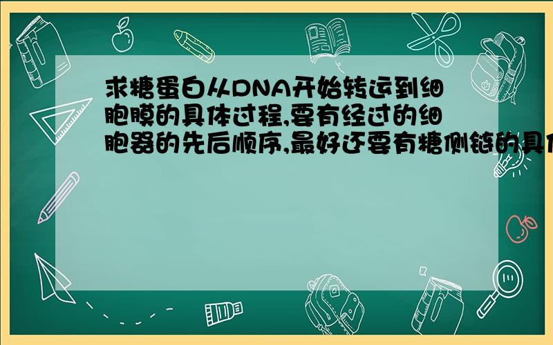 求糖蛋白从DNA开始转运到细胞膜的具体过程,要有经过的细胞器的先后顺序,最好还要有糖侧链的具体位置~