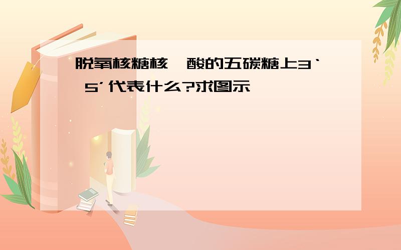 脱氧核糖核苷酸的五碳糖上3‘ 5’代表什么?求图示