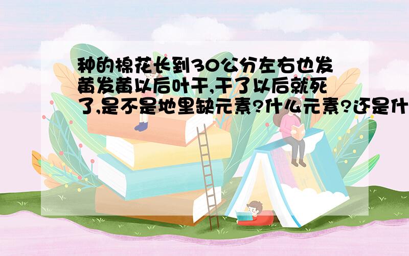 种的棉花长到30公分左右也发黄发黄以后叶干,干了以后就死了,是不是地里缺元素?什么元素?还是什么?把所有可能的可能说说,3Q地里面没有上过肥料,所以不是烧的.其他人地里面也是同样的情