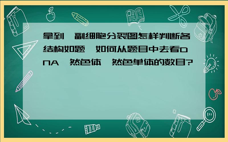 拿到一副细胞分裂图怎样判断各结构如题,如何从题目中去看DNA,然色体,然色单体的数目?