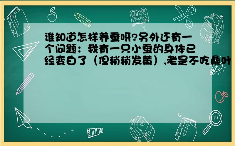 谁知道怎样养蚕呀?另外还有一个问题：我有一只小蚕的身体已经变白了（但稍稍发黄）,老是不吃桑叶（新鲜的）,也没有沾水,其他蚕吃的很多,长的很快,可他好像快死了,怎么办?除了僵蚕病,