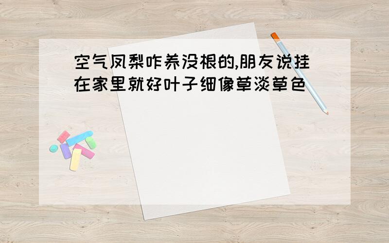 空气凤梨咋养没根的,朋友说挂在家里就好叶子细像草淡草色