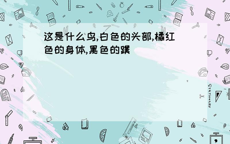 这是什么鸟,白色的头部,橘红色的身体,黑色的蹼