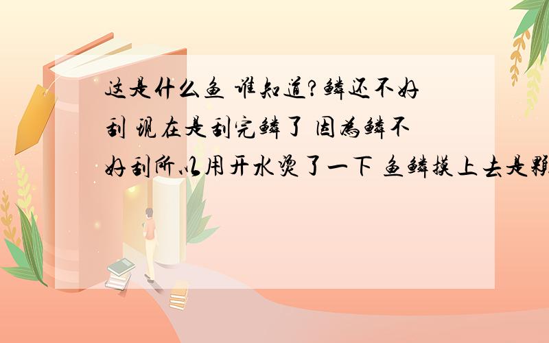 这是什么鱼 谁知道?鳞还不好刮 现在是刮完鳞了 因为鳞不好刮所以用开水烫了一下 鱼鳞摸上去是颗粒状