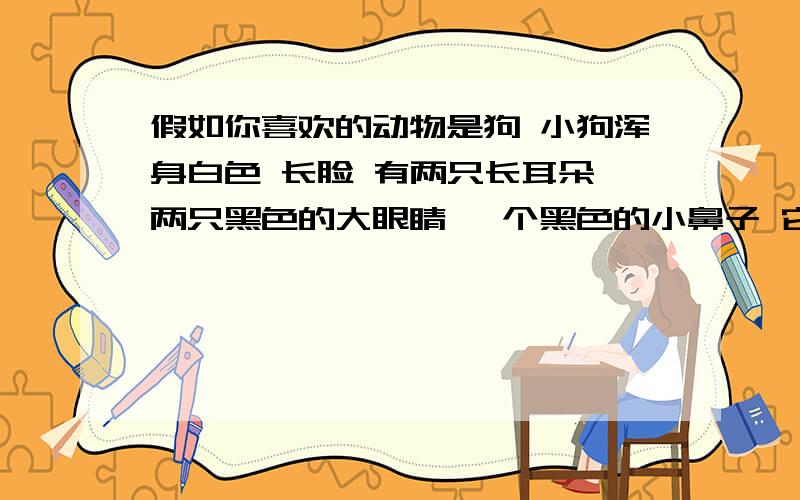 假如你喜欢的动物是狗 小狗浑身白色 长脸 有两只长耳朵 两只黑色的大眼睛 一个黑色的小鼻子 它是你的宠物狗 你的家人都非常喜欢它 写一篇英语作文   谢谢啊 采用