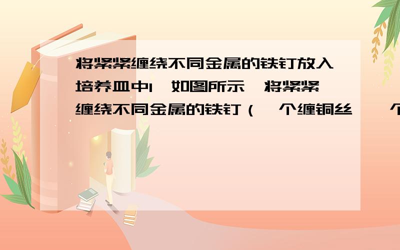 将紧紧缠绕不同金属的铁钉放入培养皿中1、如图所示,将紧紧缠绕不同金属的铁钉（一个缠铜丝,一个缠铝条）放入培养皿中,再加入含有适量酚酞和NaCl的琼脂热溶液,冷却后形成琼胶（离子在