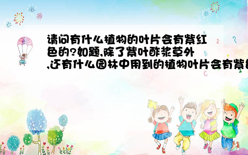 请问有什么植物的叶片会有紫红色的?如题,除了紫叶酢浆草外,还有什么园林中用到的植物叶片会有紫色或紫红色?有一种植物新叶叶脉和边缘呈紫红色,叶肉绿色,老叶全是紫红色,茎干也是紫色