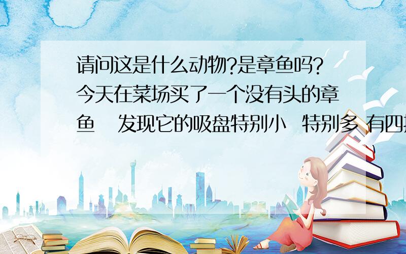 请问这是什么动物?是章鱼吗?今天在菜场买了一个没有头的章鱼   发现它的吸盘特别小  特别多 有四排   还有个特别长的足腕   百科一下发现章鱼是吸盘很大 只有两排      瞬间被雷到了  我